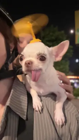 + 1 máy theo bạn mèo caca 🥰