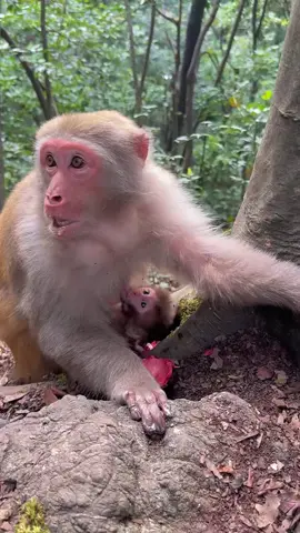#monkeysoftiktok #monkey 