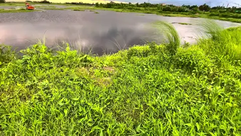 This account is only for natural background videos.  #fyp #fypシ゚ #video #viral #grow #foryou #foryoupage #natural #bangladesh #world #trending #dontfreezmyacount🙏 #unfreezemyacount #tiktok #tiktokbangladesh #tiktokworld 