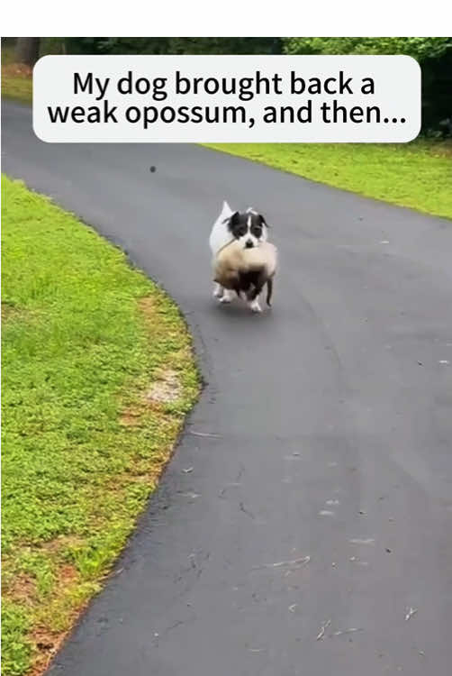 My dog brought back a weak opossum,and then…#Love #fyp #pet #cute #baby #dog #opossum 