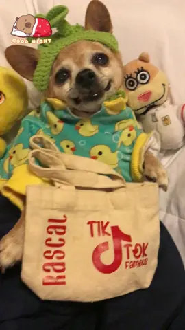 4th of July slumber party 🇺🇸🎉🙏💙🤩🙌🏻#onthisday #4thofjuly #fy #jesus #cutedog #talkingdog #seniordog #dogs #dogsoftiktok #chihuahuastiktok #chihuahua #PetsOfTikTok #fireworks #pets #america
