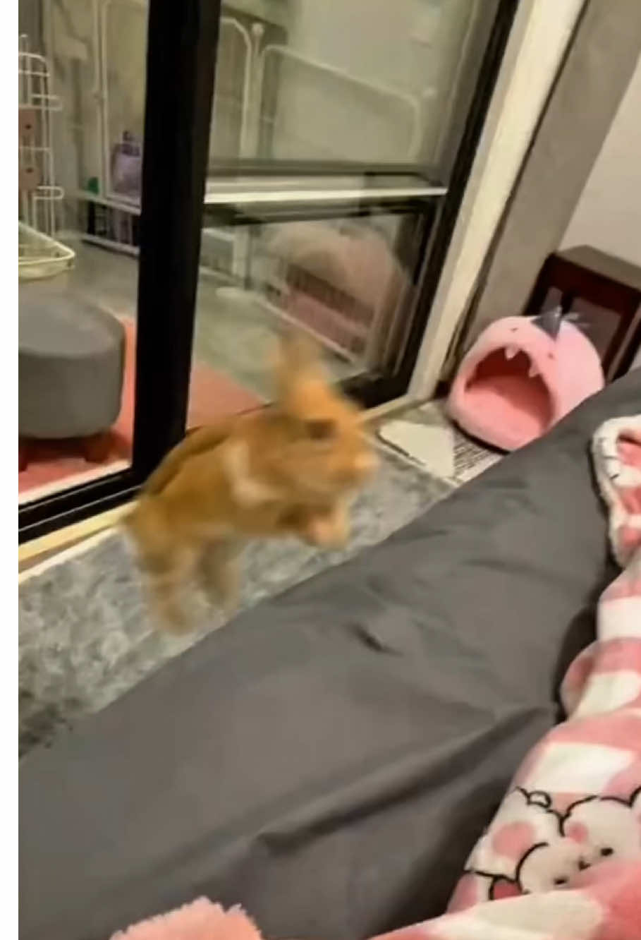 Supersonic Rabbit 🐇🤣 #funny #bunny #funnyvideo #cute #foryou #🤣🤣 #rabbit #pets 