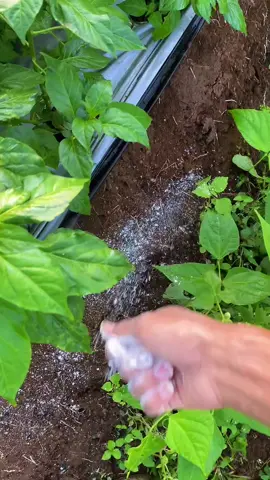 untuk mengatasi penyakit pada daun cabe bisa menjadi solusi efektif. Beberapa jenis fungisida yang umum digunakan meliputi Biopatek,dan Trichoderma, yang tersedia dalam berbagai bentuk seperti cairan, bubuk, atau pupuk organik. Fungisida ini membantu mengendalikan berbagai penyakit seperti bercak daun, busuk daun, dan lainnya#petaniindonesia🇮🇩🇮🇩🇮🇩🌿🌿 #fyppppppppppppppppppppppp #petanimuda #cabairawit #petanimilenial #capcut 