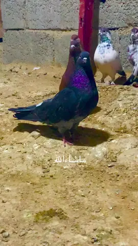 @hama @گورگەتەرجانی🥇💣 دلن بی جیاوازی 🌷🕊🕸❤️🫶🏻🤗🤗