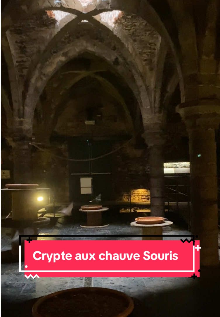 grotte au Chauve souris 🫣 traverser cette crypte avec les chauve souris qui te frôlent en passant autour de toi on peu pas faire plus immersif , si vous craignez ne passez pas par la 🫣😅 @Pairi Daiza  #pairidaiza #chauvesouris #bat 