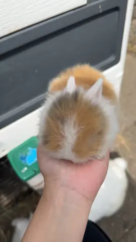 😇😇. #bunny #cutebaby #cutie #babytiktok #rabbits #babiesoftiktok #babyrabbit #bunnylove #bunnytok #babys #bunnygirl 
