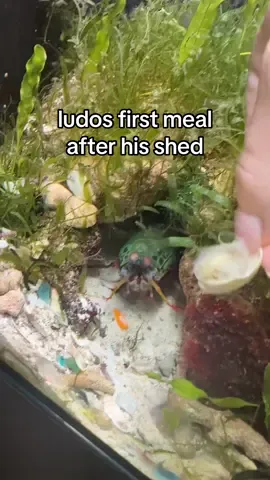 ludos first meal after his shed! doesn’t he look gorgeous 🥹 #ludothemantisshrimp #mantisshrimp #peacockmantisshrimp 