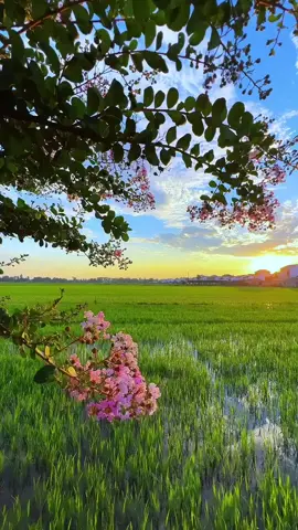 nắng chiều trên đồng lúa quê 🌾 #quêhươngtôi #cảnhđẹp #đồng_quê #xuhuong #tiktok 