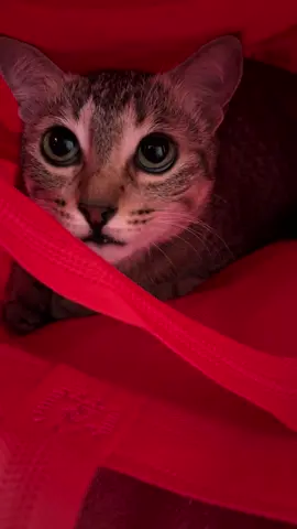 Cookieට අදාල නැත😒 #catsoftiktok #srilankan_tik_tok🇱🇰 #srilanka #fyppppppppppppppppppppppp #trending #cute #catlovers #catfunny  #tabbycats #wildcats 