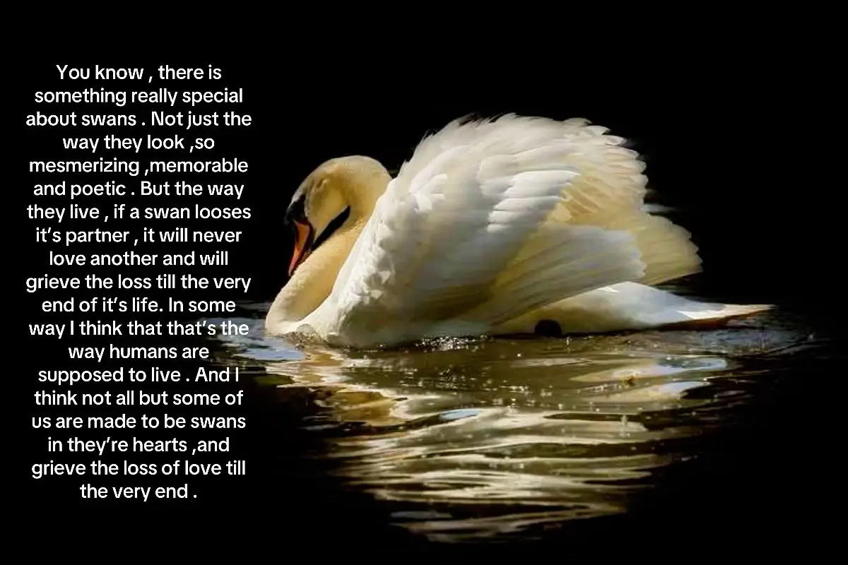 #swan #lover #fyp #loss 