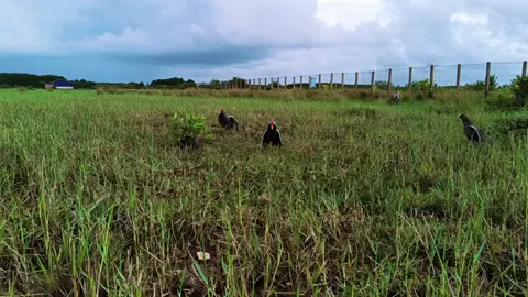 ទស្សនាវីដេអូកម្សត់🥰🥰🥰