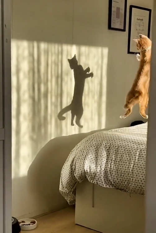 A furry cat #funnyvideos #pet #fyp #catsoftiktok #cute #tiktok #fyppppppppppppppppppppppp #funny #funnycat 