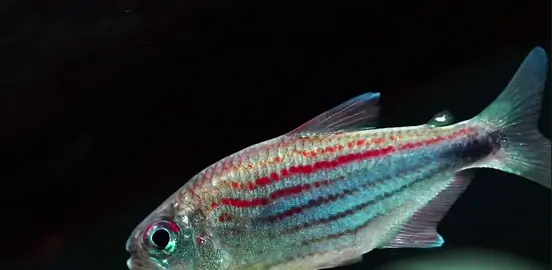Zigzag Tetra - Hyphessobrycon hexastichos##aquarium #tetra #fish #trending 