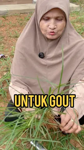 SIAPA SINI SAKIT GOUT & BISA BADAN? CER KOMEN!  #petua #petuagout #petuasakitbadan #tipskesihatan #ubattradisional 