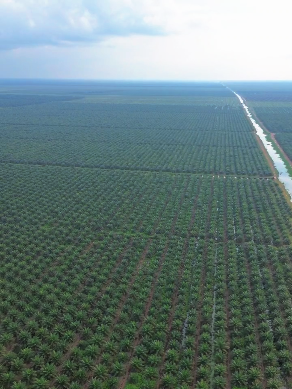 Lahan Sawit Terluas ada di Riau 😱 #kelapasawit #sawitriau 