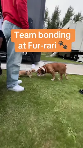 Hoping for paw-sitive vibes only at Silverstone 🦴 🎥: @Charles Leclerc  #britishgp #silverstone #lewishamilton #charlesleclerc 