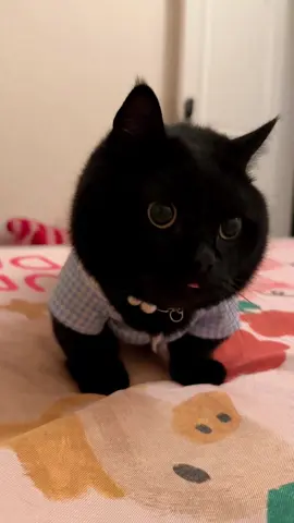 Can you help me name my little cutie?Not “Black.”#funnyvideos #petlover #fyp #foryou #cute #catsoftiktok #kitty #catlover 