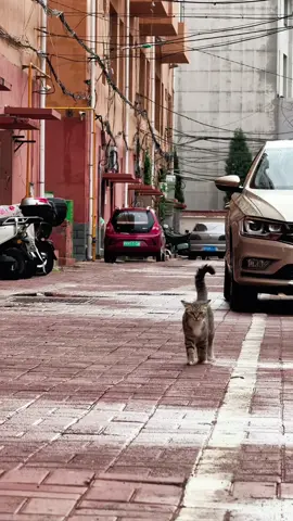 #cute #cat #funnyvideos #funny #fyp #catsoftiktok 