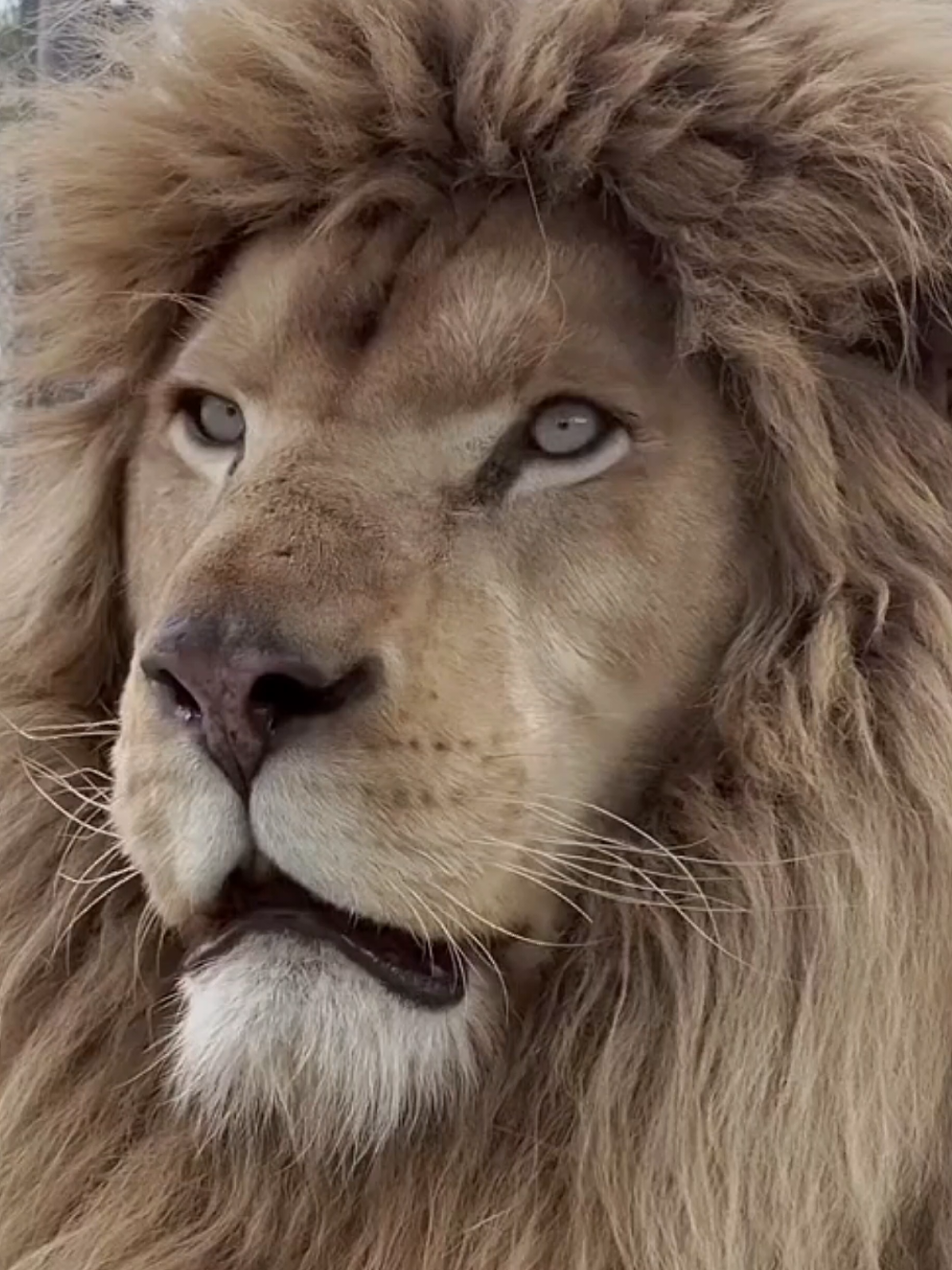 Beautiful white contact lenses King of the Lion: use V16 engine for warning The eyes of tourists did not leave for a moment. The eyes looked so scary. The roar was so deafening that I could never breathe when I heard it. #lion #animal #wild life up close  #lion #video_animals 