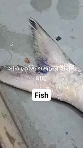 #🇧🇩🐟🐬🐋🐳🦈🐡🐠🐙 