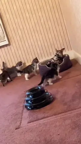#funny #funnyvideos #animals #viral #voiceover #talking #tiktok #pet #dog #cat #foryoupage 