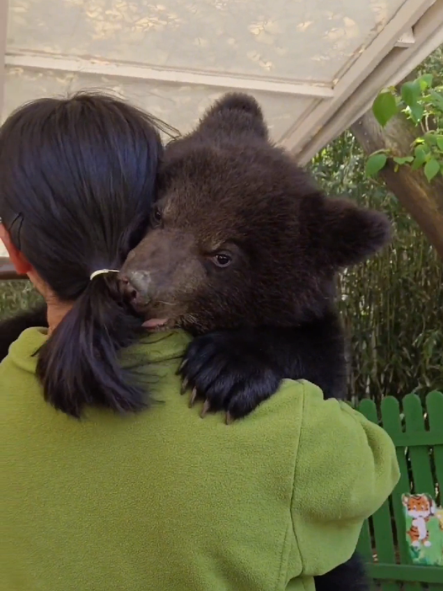 Adorable baby bear🐻♥ #animallover #wildlife #pet #wildanimals #cuteanimals #babybear 