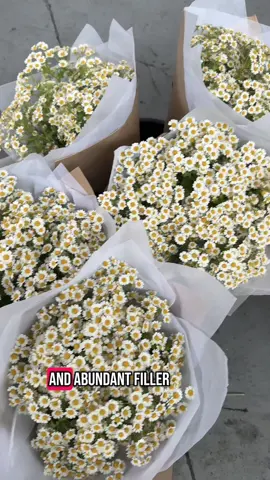 Growing perennials from seed isn’t always easy but in my new series I’ll be telling you all about the easy ones! First is one of my favs - feverfew. Watch the full video on YouTube 🌸 #growingflowers #cutflowers #flowerfarming #flowerfarmer #gardening #gardeningtips #gardening101  #CapCut 