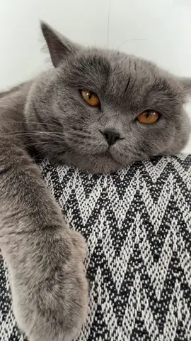 Temizlik günü #catoftiktoks #keşfetteyizzz #temizlik #kedi 