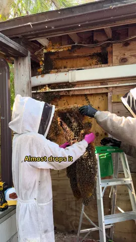 Part 2 this queen really gets to work #fyp #savethebees #beekeeping 