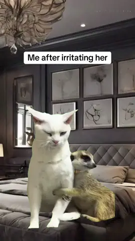 #Meme #MemeCut 