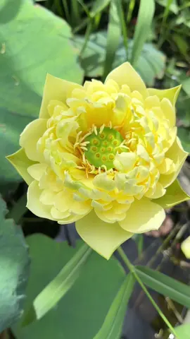 Hoa sen vàng rực rỡ dưới nắng . Dòng sen vàng gây sốt năm nay bởi độ sai hoa Linting Chunai 🌼🌼🌼 Mn ngắm nhé #cusengiong #lotus #damtranglotusgarden #damtrangvt #binhyen 