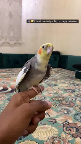# ما شاء الله # كوكي ذكي جدآ # وسريع الاستيعاب # ومتكلم واليف وهدد داخلي💛🕊️