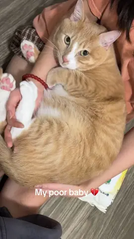 My baby 🙁💔 #fourthofjuly #fireworks #fyp #cat #scared #orangecat 