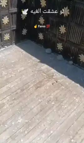 #❤️❤️❤️❤️👑 🕊️🕊️ لو عشقت الغيه صباحي للصبح لوحديه مين الحمام شفت انا حنيه ما شفتهاش في يوم من البشريه🕊️ قول يا أمين 🎤🥰