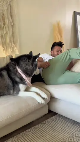 Try not to laugh when you watch 😂😂😂 #funny #dog #animals #funnyvideos #cat #haha #pet #funnypets #PetsOfTikTok #dogsoftiktok 