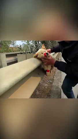 Rescue a puppy #animals #animalsoftiktok #rescueanimals #rescue #puppy #rescuedog 