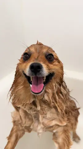My baby 🦭 #foryoupage #fyp #foryou #dogs #dogsoftiktok #doglover #creatorsearchinsights #contentcreator #viral #trend #trendy #viralvideo #viraltiktok 