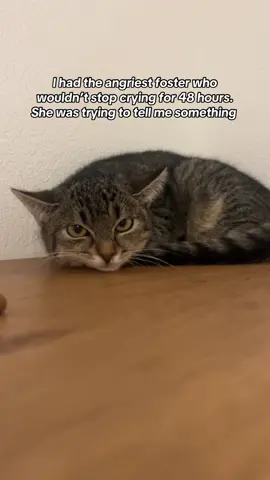 Sometimes, they cry for a reason. Her cries led me back to the shelter, where I found out her brother was dying.  He was dying of FIP. I’ve fostered a cat with FIP before. In Germany, treatment isn’t legally available through vets, but I knew I couldn’t let him die in that shelter. So I brought him home, expecting to give him comfort at the end. But what happened next… felt like a miracle. - -  Follow for more rescue stories: @pawsitiveinfluenc   Support my foster journey, venmo: @pawsitiveinfluenc #FIPWarriorC#CatRescueStoryF#FosterCatsF#FIPAwarenessC#CatAdvocate##rescuecatsofinstagram#F#FIPTreatmentS#ShelterCatLoveC#CatSiblingsC#CompassionInActionC#CatsofInstagramFosterJourney 
