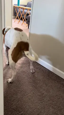 Funny dog #doglife #happydog #dogsoftiktok 