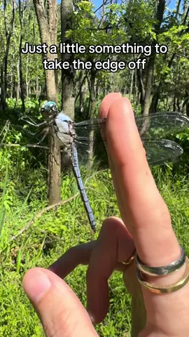 I’ve caught abt 18 species so far, sorry I haven’t made videos I nearly died :/ (I’m better now) #bugtok #justalittlesomethingtotaketheedgeoff #dragonfly #entomology 