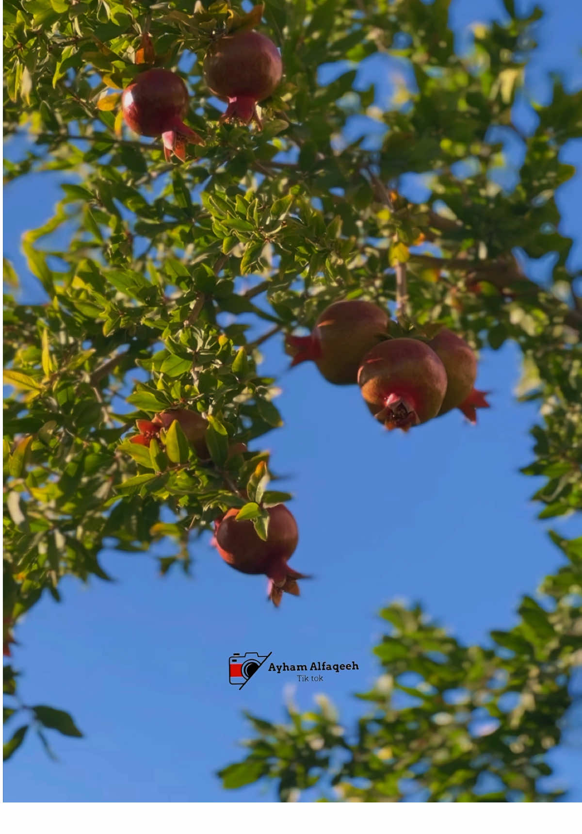 #يانبعه_الريحان_حني_على_الولهان #مساء_الخير #تصويري📸اكسبلوور♥️🙂 #مساء_الروقان #اجوائي #الاردن #برقش #كفرابيل #اجواء_الطبيعه_تصويري 