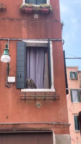 oh to be two cats in love on a windowsill in Italy 
