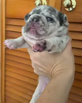 🖤🤍🐾🐶