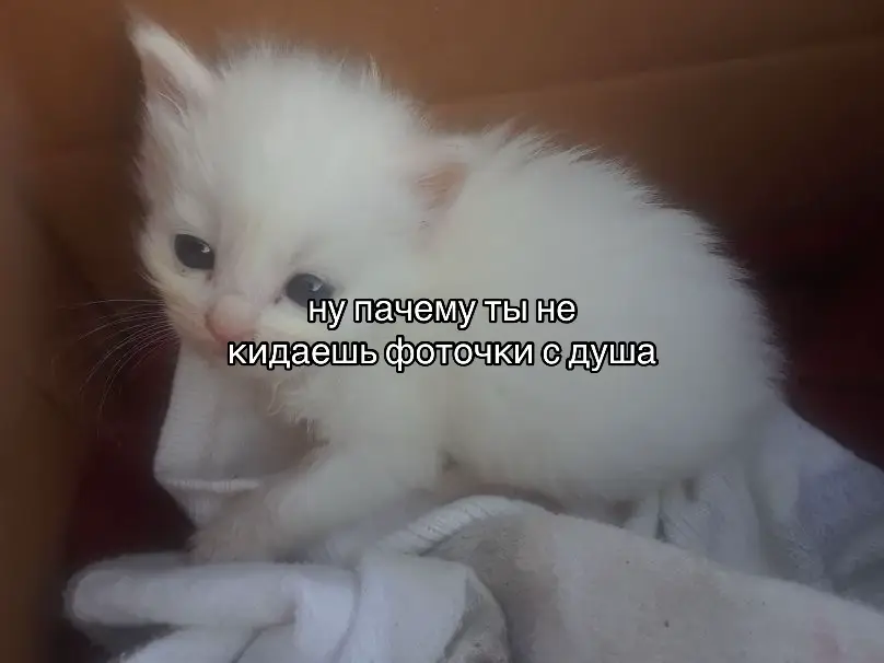 @dorks #рекомендации #fup #on #мяу?мяу?мяу???мяу??????мяу?мяу? #пубертат #щитпост #котик #браволстарс 
