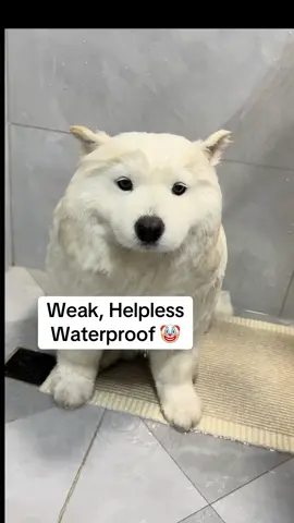 Transform into a polar bear 🐻‍❄️ #funnymoment #cutie #samoyed #fyp #foryoufeed 