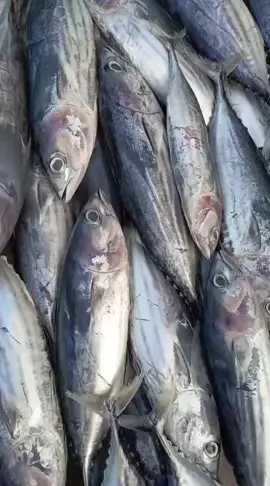 ka meuramah lom kali nyoe... 