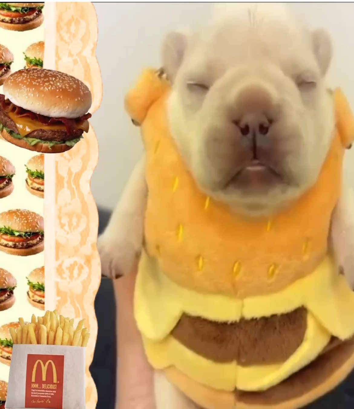 burger pibble!! // #pibble #pibblelove #amen 