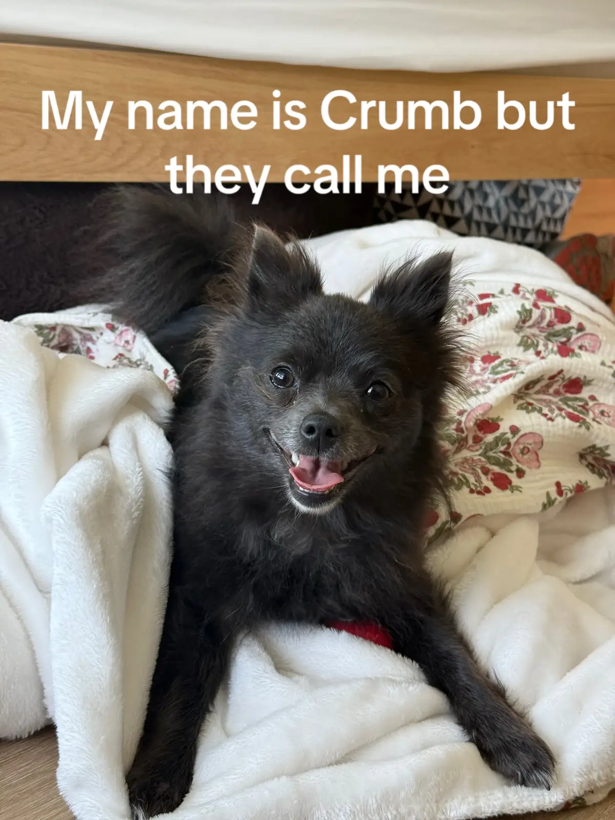 Drop your crazy pet names down below #nicknames #petnames #petnicknames #pomeranian #chihuahua 