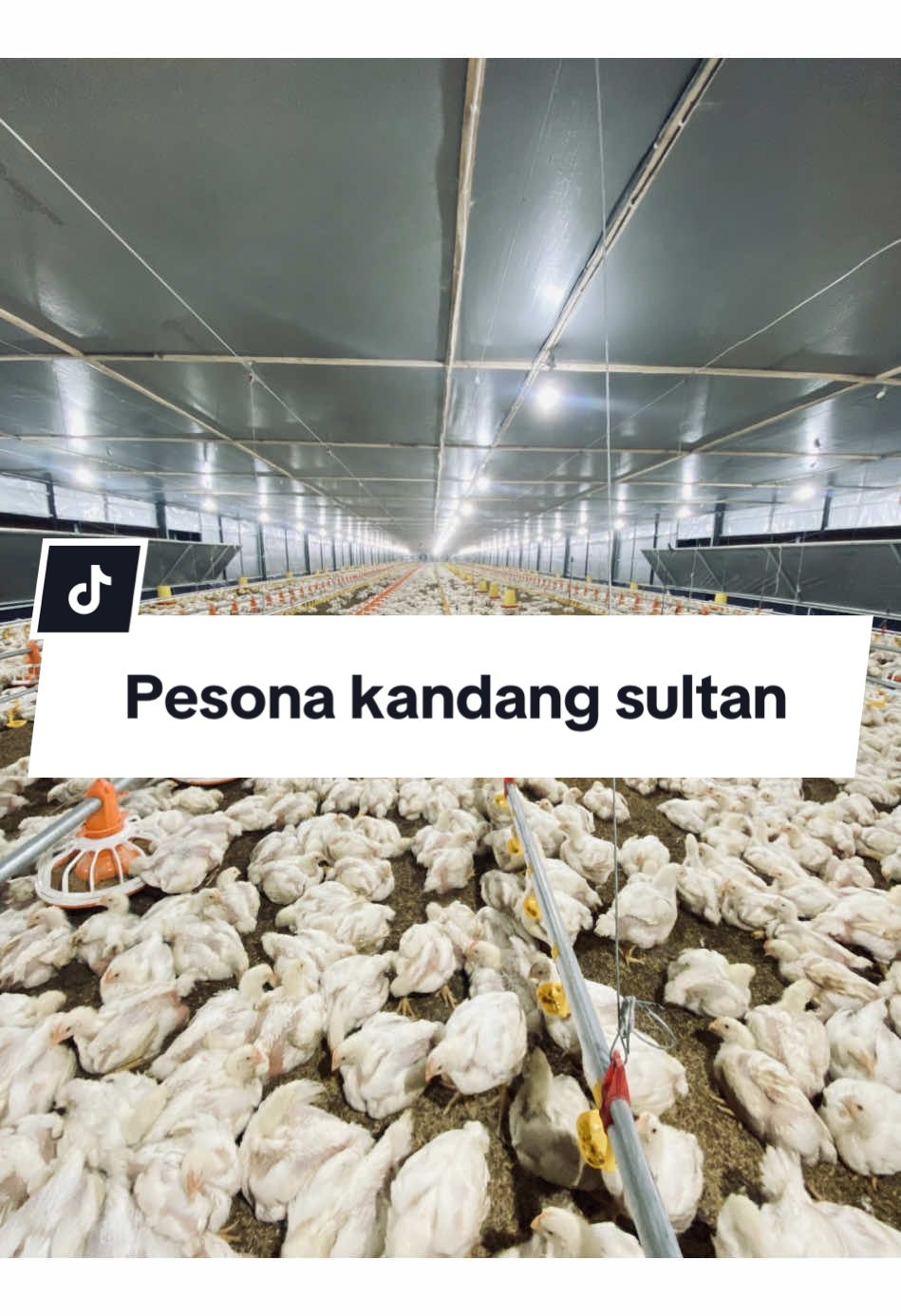 Alphard bekas maksud nya hihihi #kandangayam #kandangayambroiler #kandangclosehouse #closehousefarm #peternakanindonesia #petenakayamdagin #ayambroiler #ayambroilersehat #ayampotong  