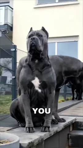 Introducing the cane corso 😍🔥#mostdangerousdog #canecorso #doglover #dogsoftiktok #dogs 